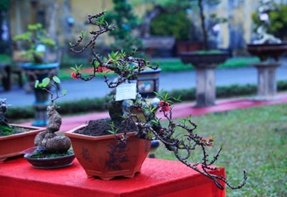 Cận cảnh đào Thất Thốn tiến vua tuyệt đẹp chơi Tết - ảnh 9
