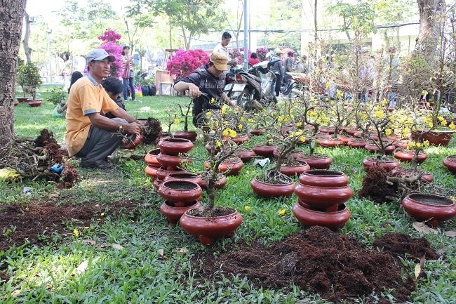 Người bán hoa Tết khóc ròng vì ế nặng - ảnh 8
