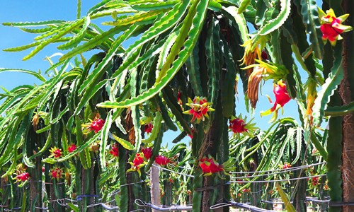 Bầu Đức bị cổ đông phàn nàn vì giá cổ phiếu quá thấp - ảnh 1