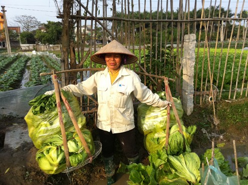 Rau rẻ như bèo, nông dân 'bỗng dưng muốn khóc' - ảnh 1