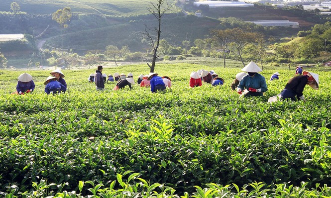 Vì sao Lâm Đồng bỏ lễ hội Văn hóa trà? - ảnh 1