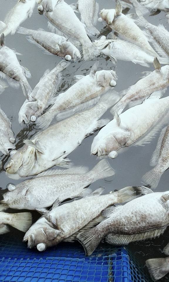 Cá mú, hàu nuôi lồng bè chết bất thường ở Hà Tĩnh - ảnh 3