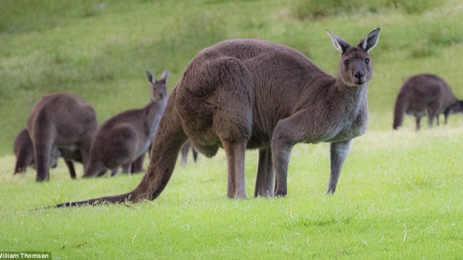 Chú kangaroo cơ bắp như lực sĩ gây sốt cộng đồng mạng - ảnh 6