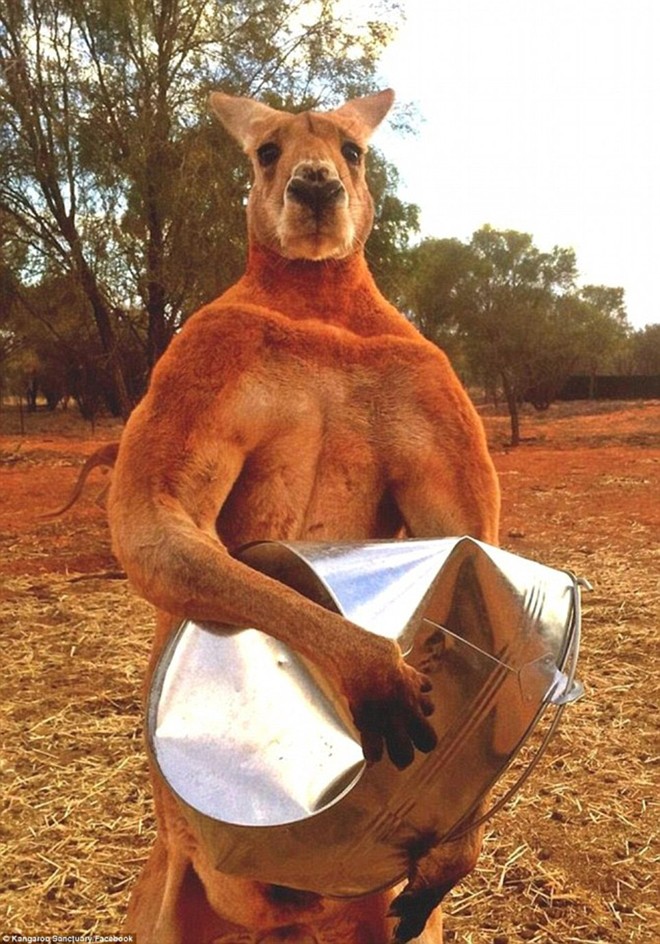 Chú kangaroo cơ bắp như lực sĩ gây sốt cộng đồng mạng - ảnh 7