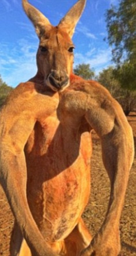 Chú kangaroo cơ bắp như lực sĩ gây sốt cộng đồng mạng - ảnh 8