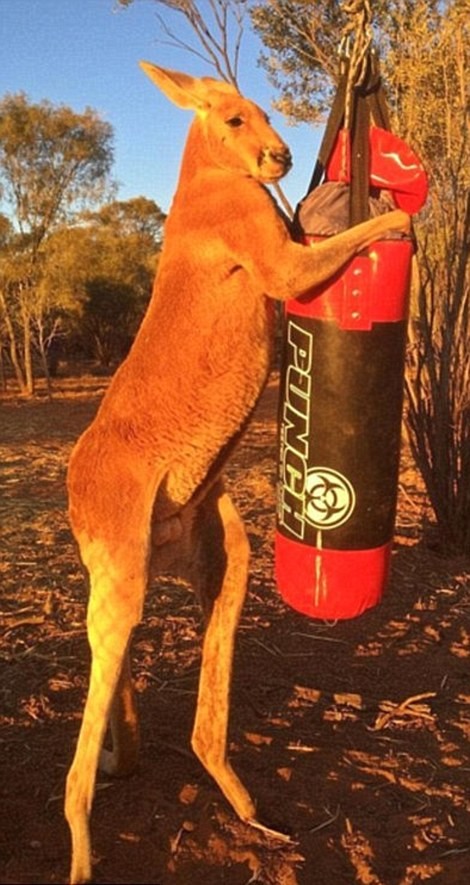 Chú kangaroo cơ bắp như lực sĩ gây sốt cộng đồng mạng - ảnh 9