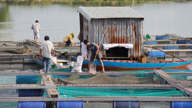 Hàng chục tấn cá đắt tiền chết bất thường, người dân trắng tay - ảnh 4