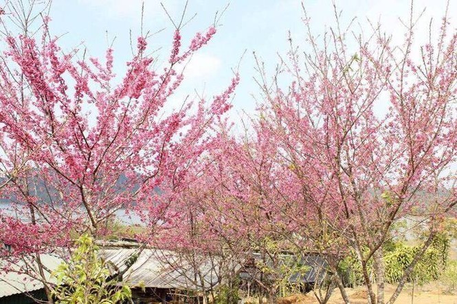 8 điểm đến đẹp nhất Việt Nam để du lịch vào tháng 1 - ảnh 2
