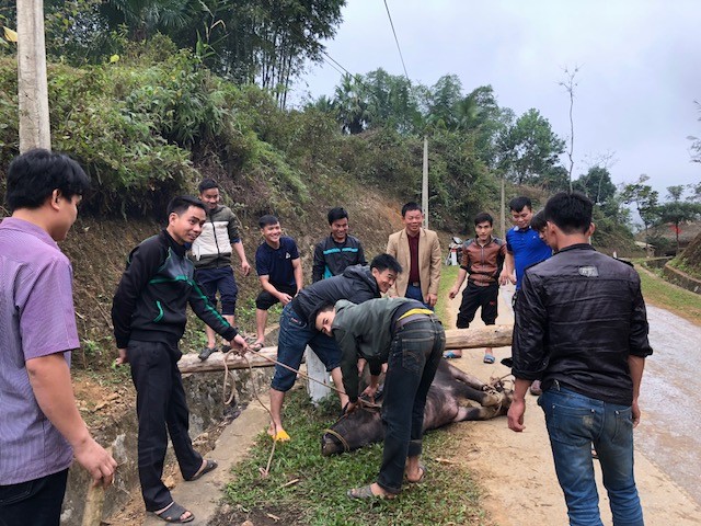 Bà con dân tộc Thái mổ trâu, thịt lợn ăn mừng tuyển U23 đá chung kết - ảnh 1