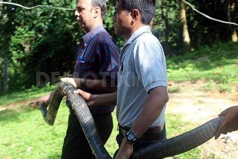 Bí ẩn vùng đất của bầy hổ mang chúa khổng lồ - ảnh 1