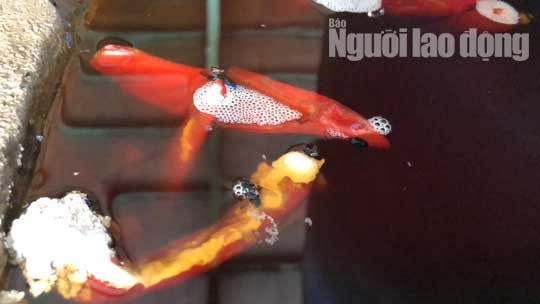 Cận cảnh cơ sở ớt ngâm với muối có lẫn côn trùng ở Sài Gòn - ảnh 3