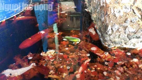Cận cảnh cơ sở ớt ngâm với muối có lẫn côn trùng ở Sài Gòn - ảnh 6