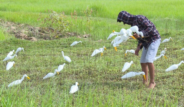 Sự thật tàn nhẫn sau cánh đồng cò giả bẫy cò thật của thợ săn - ảnh 3