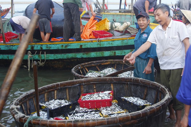 Nhộn nhịp cảng cá Cửa Nhượng - ảnh 5