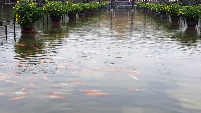 Giữa mưa lũ, Đại nội Huế vẫn nườm nượp khách tham quan - ảnh 8