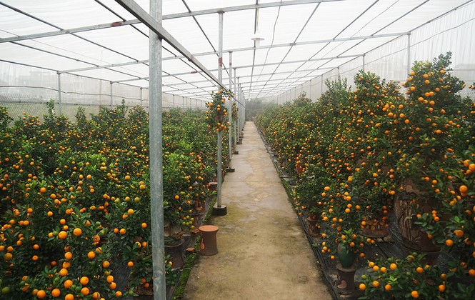 Quất thế ‘long phụng’ chơi Tết giá 40 triệu đồng ở Hà Nội - ảnh 1