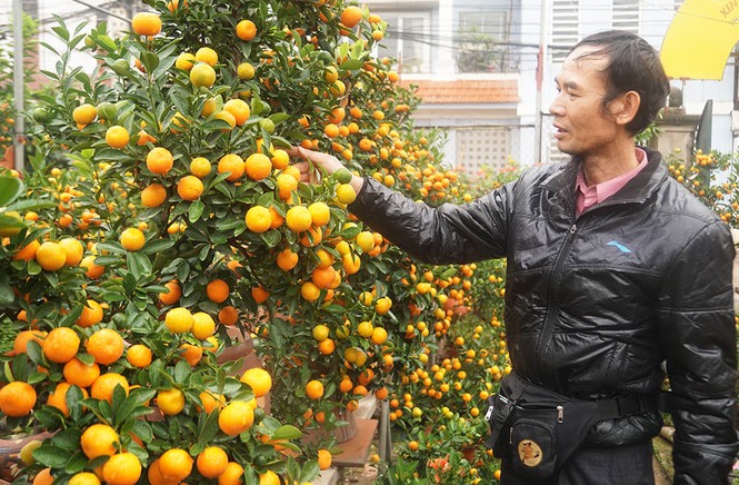 Quất thế ‘long phụng’ chơi Tết giá 40 triệu đồng ở Hà Nội - ảnh 5