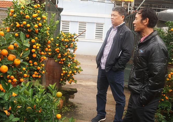 Quất thế ‘long phụng’ chơi Tết giá 40 triệu đồng ở Hà Nội - ảnh 9