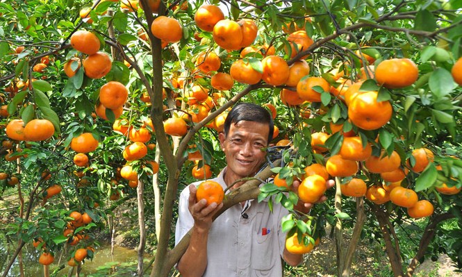 Ngắm vườn quýt hồng trĩu quả của nông dân Đồng Tháp - ảnh 2