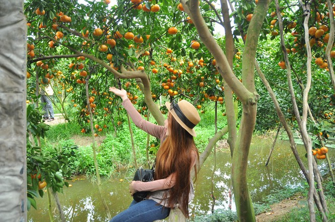 Ngắm vườn quýt hồng trĩu quả của nông dân Đồng Tháp - ảnh 3