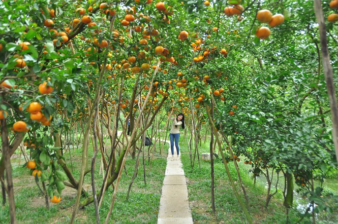 Ngắm vườn quýt hồng trĩu quả của nông dân Đồng Tháp - ảnh 5