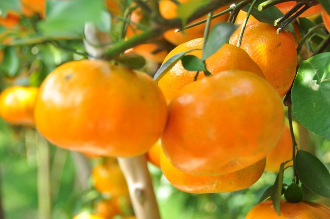 Ngắm vườn quýt hồng trĩu quả của nông dân Đồng Tháp - ảnh 6