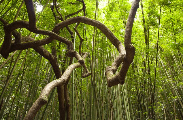 Bí ẩn khu rừng ma quái khét tiếng Ba Lan - ảnh 5