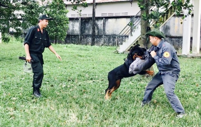 Cận cảnh huấn luyện chó nghiệp vụ - ảnh 5