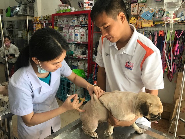 Những “bệnh nhân” đặc biệt ở phòng khám thú y ngày Tết - ảnh 1