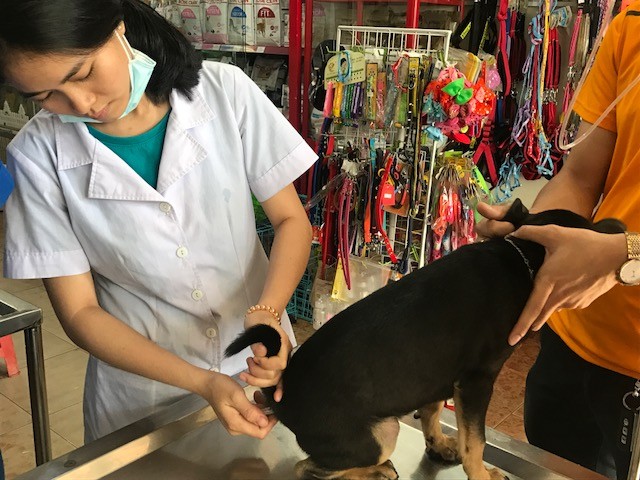 Những “bệnh nhân” đặc biệt ở phòng khám thú y ngày Tết - ảnh 2