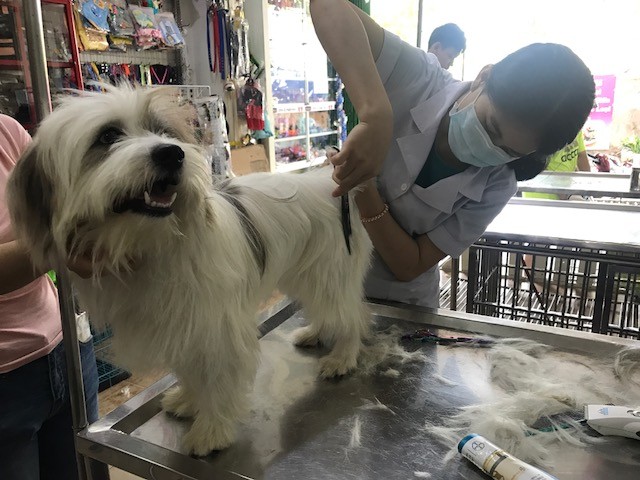 Những “bệnh nhân” đặc biệt ở phòng khám thú y ngày Tết - ảnh 5