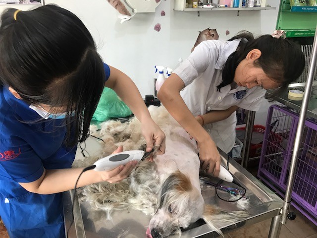 Những “bệnh nhân” đặc biệt ở phòng khám thú y ngày Tết - ảnh 6