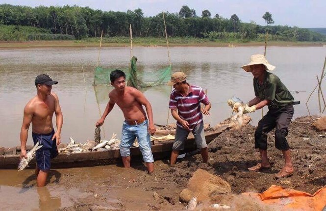 Thất thần nhìn cá chết trắng hồ ở Bình Phước - ảnh 1