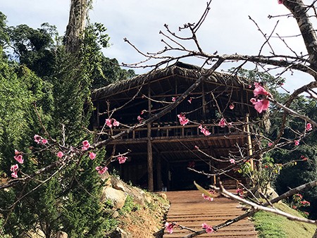 Lâm Đồng chờ hoa anh đào nở mới ấn định ngày khai hội - ảnh 3