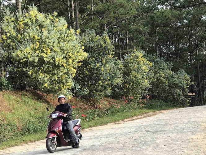 Đà Lạt có thêm 6 con đường mang tên các loài hoa - ảnh 2