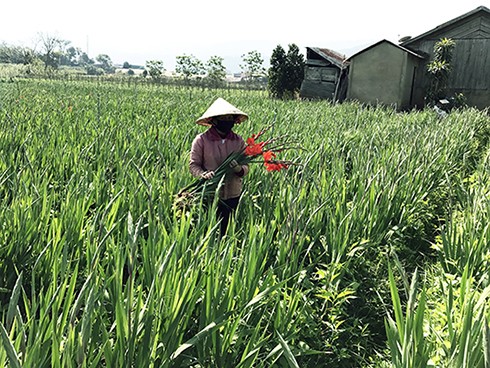 Làng hoa lay ơn lớn nhất nước trúng đậm - ảnh 2