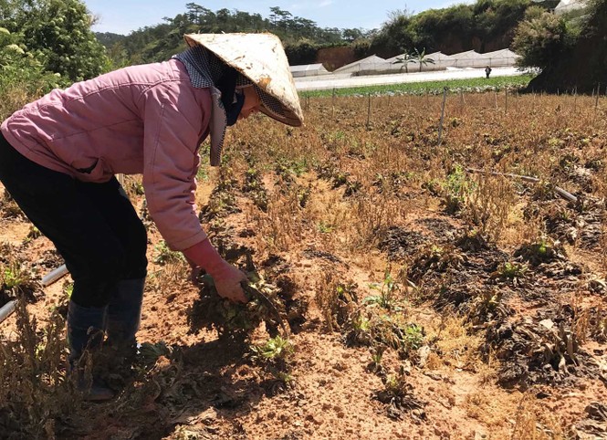 Vi rút lạ tàn phá hàng loạt vườn rau, hoa ở Đà Lạt - ảnh 1