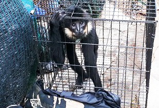 Lùm xùm chuyện nuôi nhốt thú tại Khu du lịch thác Prenn - ảnh 2
