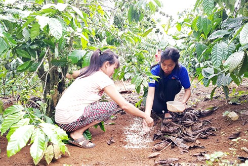 'Mùa hè xanh' khác biệt của sinh viên Đại học Đà Lạt - ảnh 1