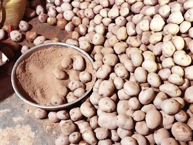 Đà Lạt ngăn chặn tình trạng rau, củ 'đội lốt' - ảnh 1