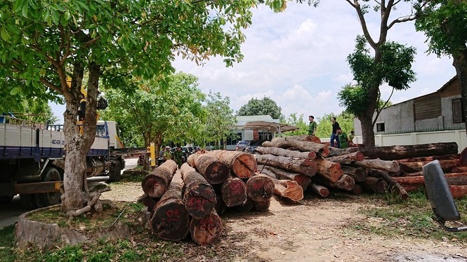 Số gỗ tang vật tại Hạt kiểm lâm huyện Cư Jút