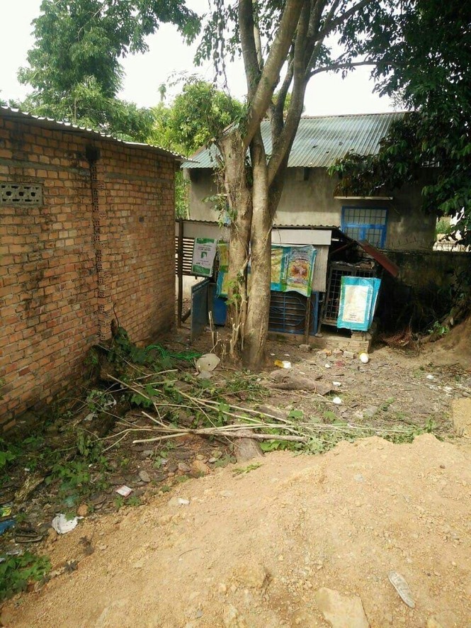 Cây cà te trồng trong vườn nhà ông Tân trước khi được bứng đi