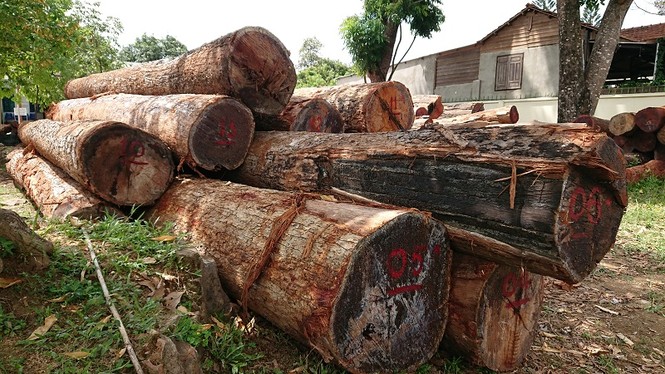 Khởi tố Hạt trưởng kiểm lâm nhận tiền, gỗ của Phượng “râu” - ảnh 1