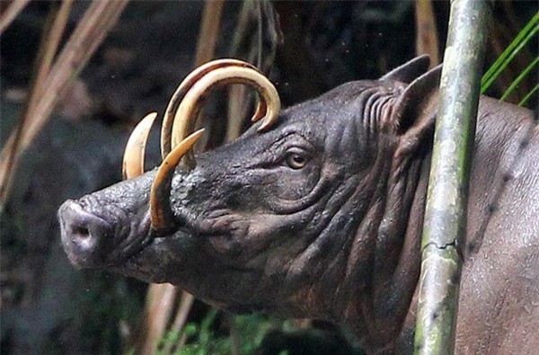 10 con vật có ngoại hình kỳ dị mà ít người biết tới - ảnh 9