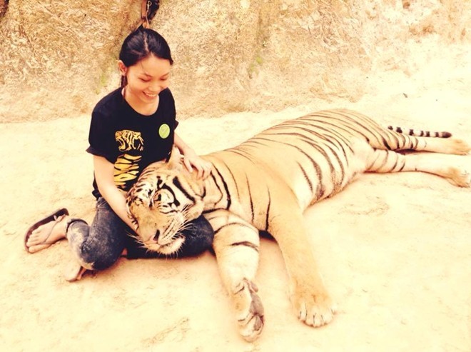 Cô gái Việt Nam sang Thái Lan... nuôi hổ - ảnh 1