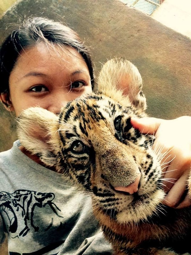 Cô gái Việt Nam sang Thái Lan... nuôi hổ - ảnh 2
