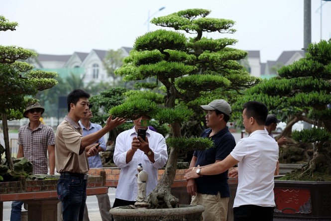 Nghỉ lễ, đi ngắm cây bạc tỷ ở Vinhomes Riverside - ảnh 4