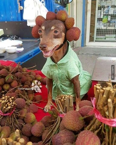Chú chó 'ăn mặc' sành điệu, bán hoa quả gây sốt cộng đồng mạng - ảnh 2