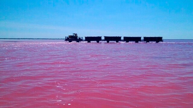 Bí ẩn hồ nước chuyển màu hồng vào tháng 8 hàng năm ở Siberia - ảnh 6