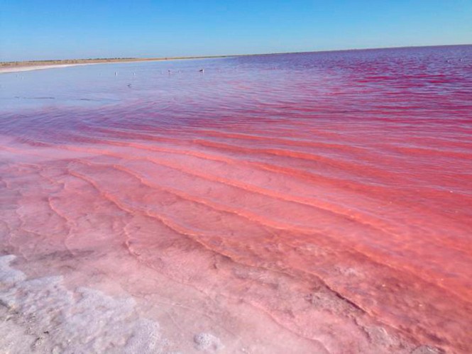 Bí ẩn hồ nước chuyển màu hồng vào tháng 8 hàng năm ở Siberia - ảnh 1